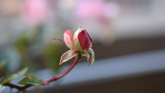 LET IT UNFOLD GRACEFULLY